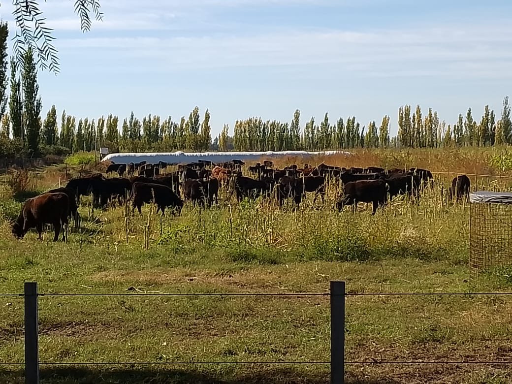 🐂 Campo Productivo de 27 Ha Totalmente Equipado en General Alvear